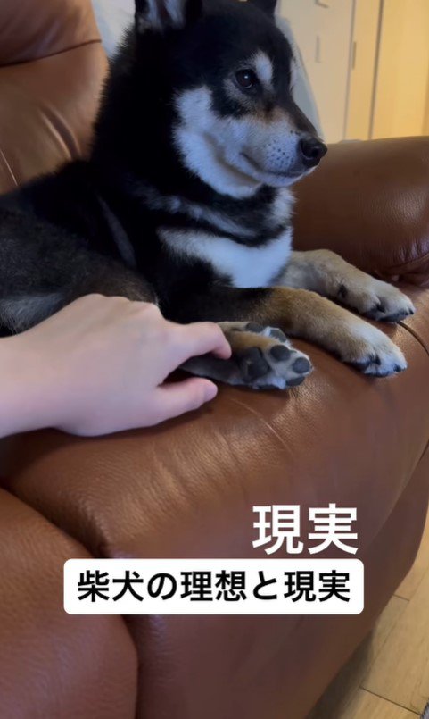 柴犬を飼う理想と現実5