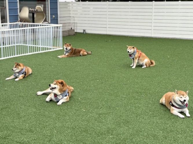 ドッグラン