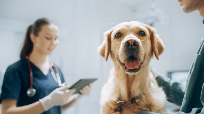 獣医師による問診中の飼い主と犬