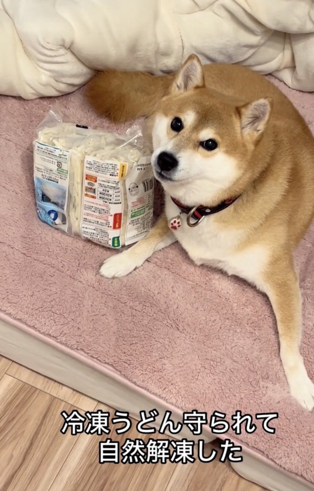 冷凍うどんに寄り添う犬