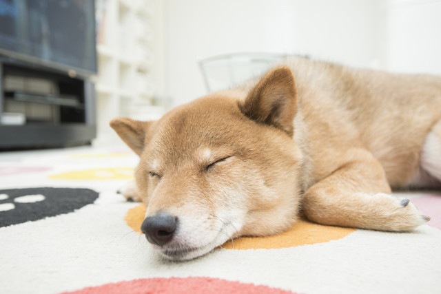 リラックスしている柴犬