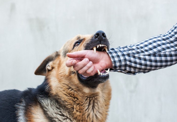 手に噛みついている犬