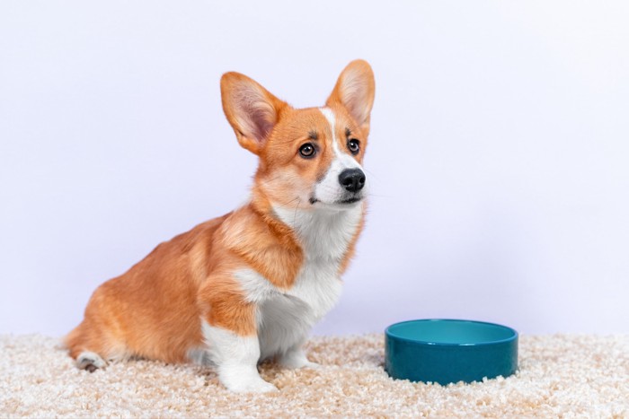 空の食器の前でフードを待っている犬