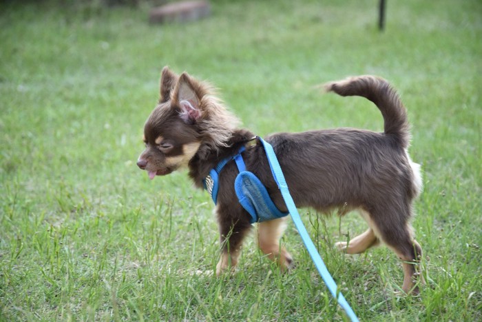 青いハーネスでお散歩する犬