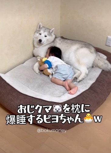 犬を枕にして眠る男の子