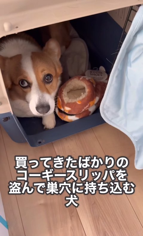 飼い主を見上げる中型犬