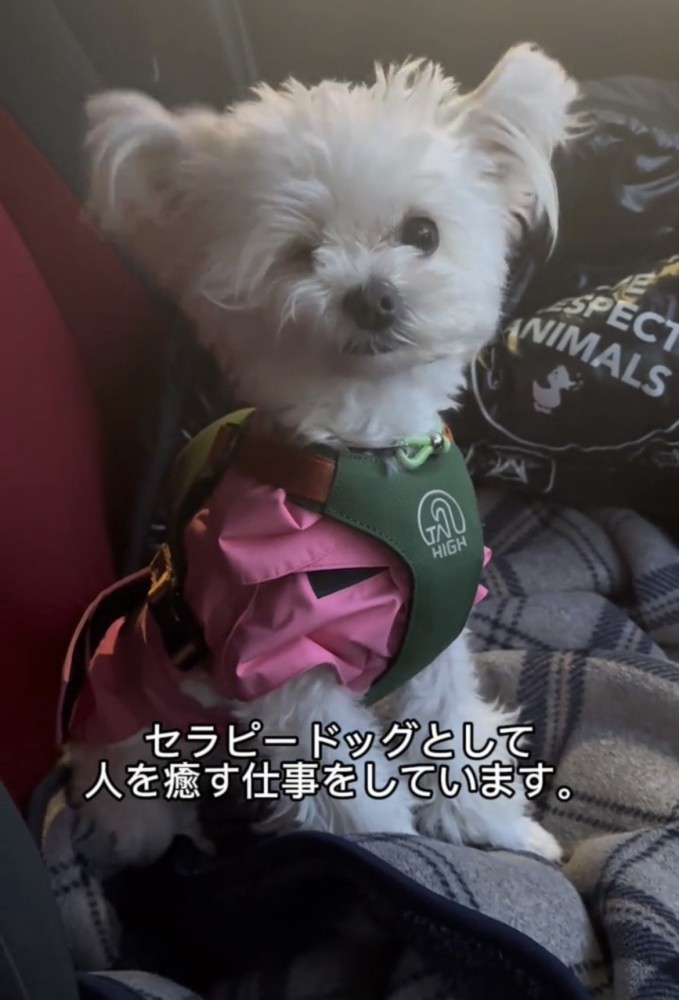 服を着て座る犬