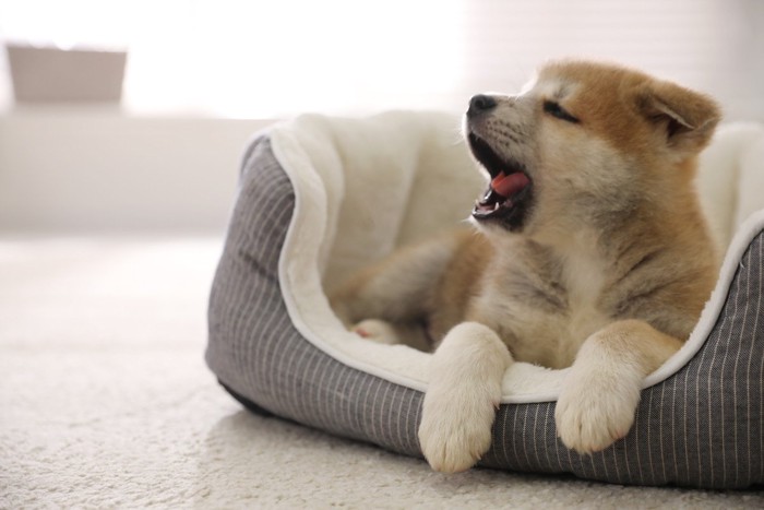 あくびをしている子犬