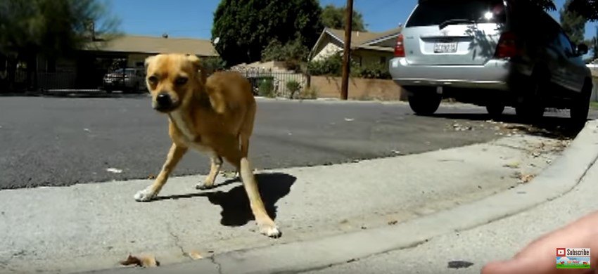 後ずさる犬