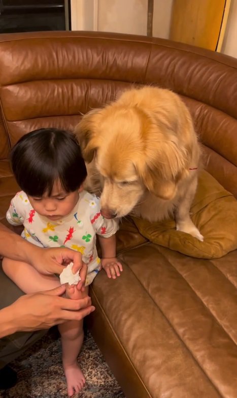 心配そうに見つめる犬