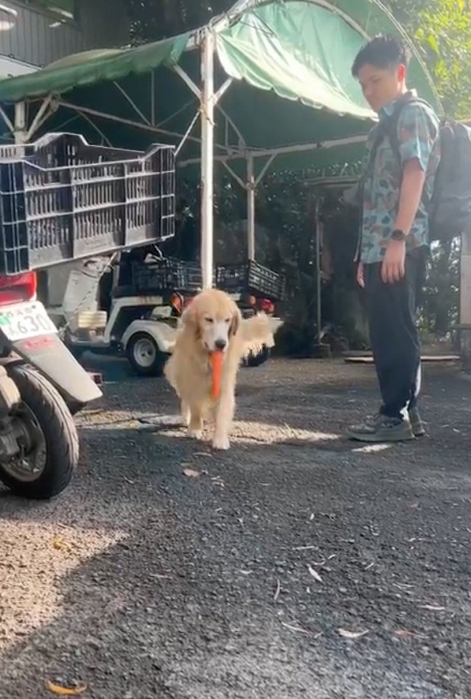 向こうからそろそろと近づいてきた犬
