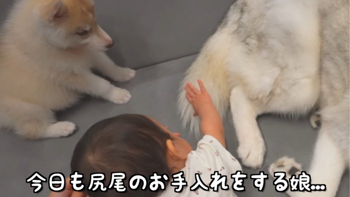 赤ちゃんとくつろぐ犬たち