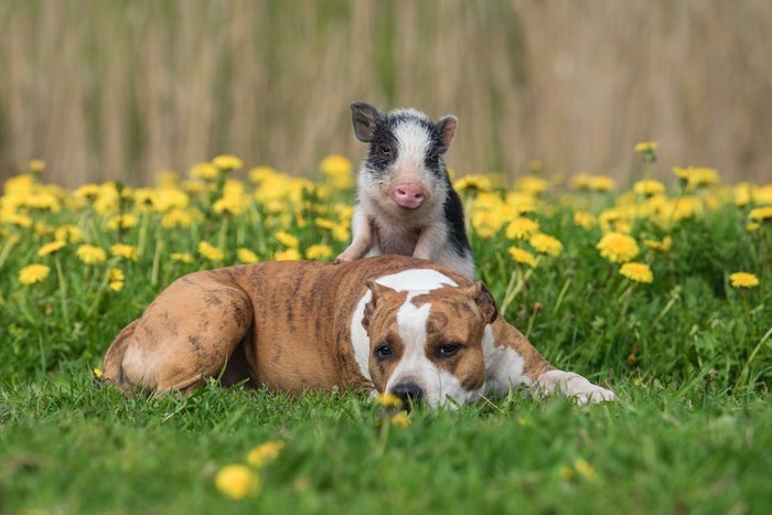 寝そべる犬の上に乗っている子ブタ