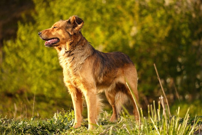 草原に立つ雑種犬