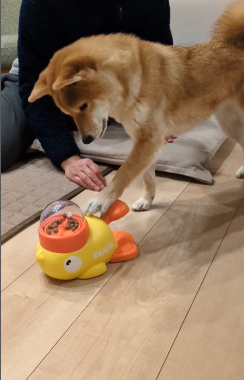 オヤツが出るおもちゃで遊ぶすずちゃん4