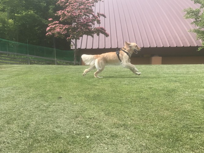 駆け回る犬