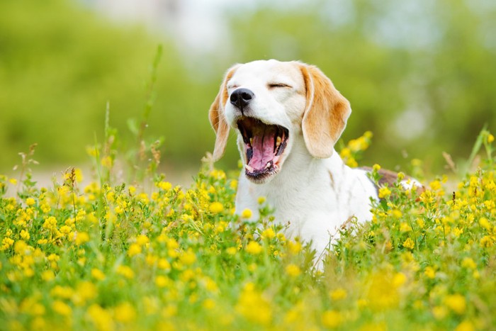 花に囲まれる犬