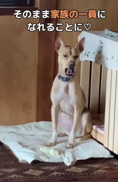 家族になることが決定！！