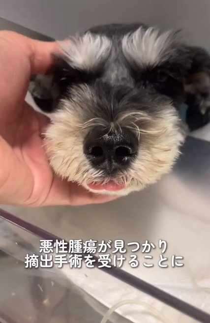 撫でられる銀次郎くん