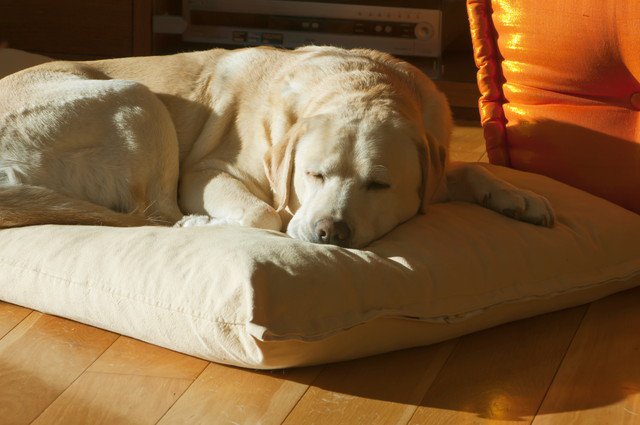 リラックスしている犬