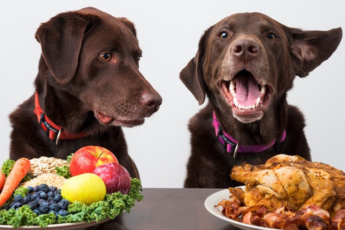 食材を前にした2匹の犬