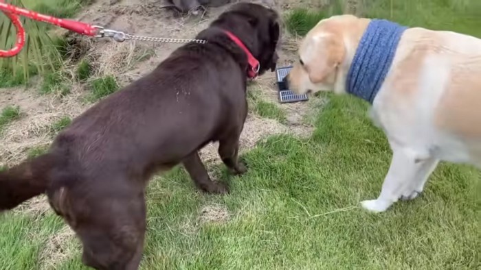 先住犬ランディくんのお出迎え