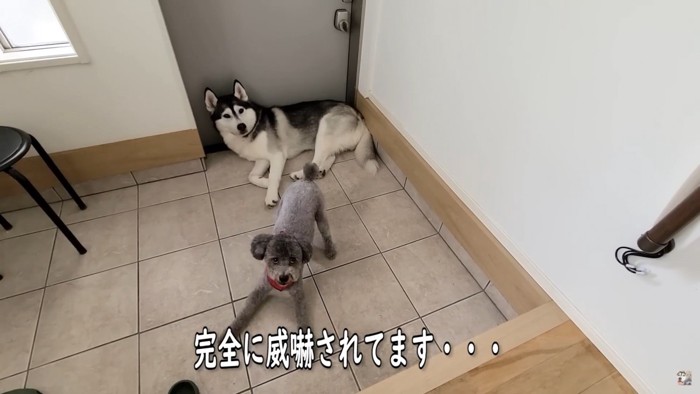 角刈りの飼い主さんを威嚇！