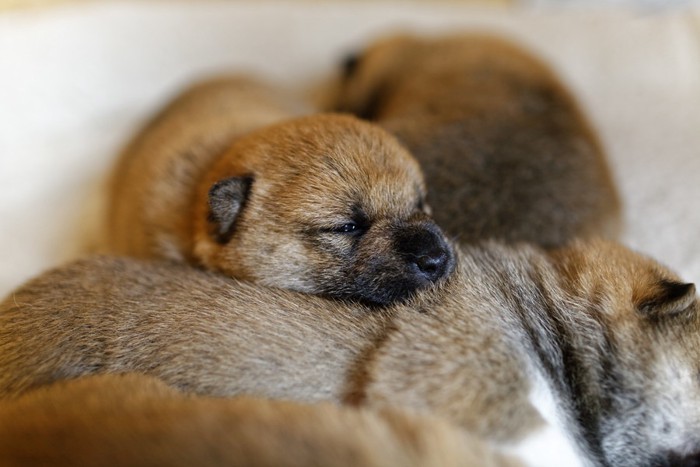 眠る柴犬の子犬