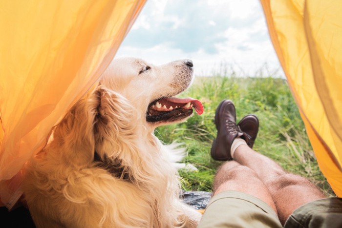 テントの中の男性と大型犬