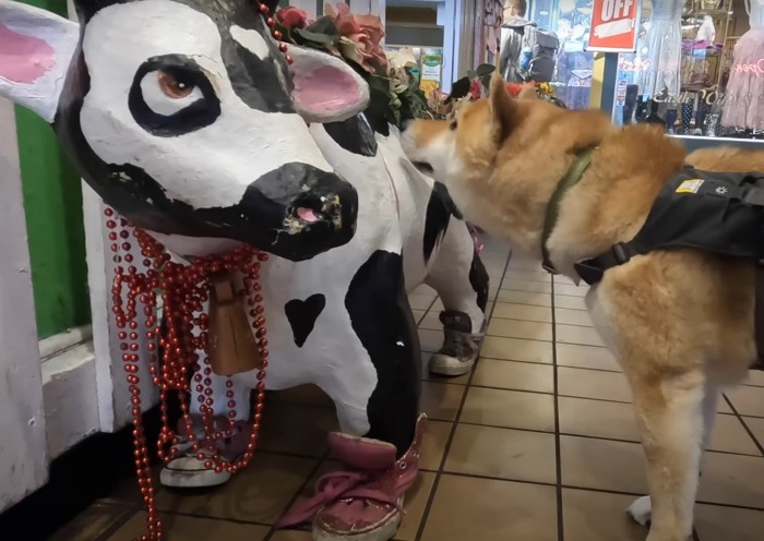 牛の置物のニオイを嗅ぐ犬