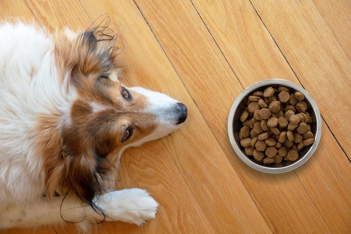 ごはんに興味なさそうな犬