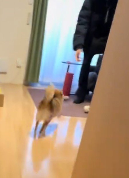 部屋の奥にいる男性のところへ走って行く犬