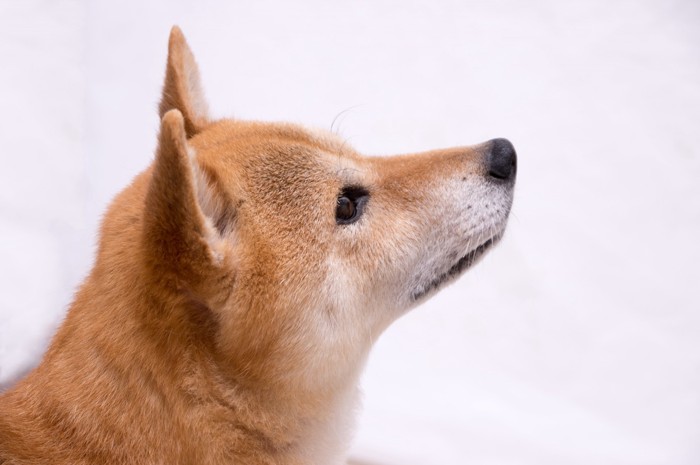 柴犬の横顔