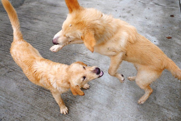 毛を逆立てている犬2匹