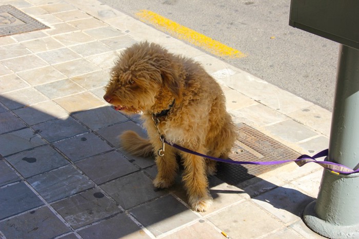 道端で飼い主を待つ犬