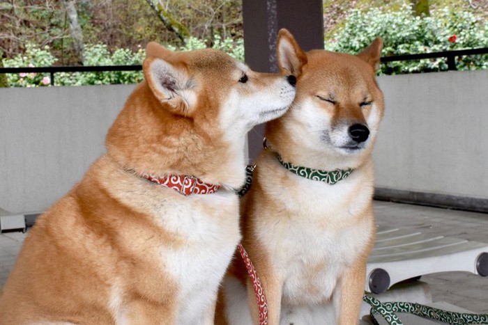 柴犬の内緒話