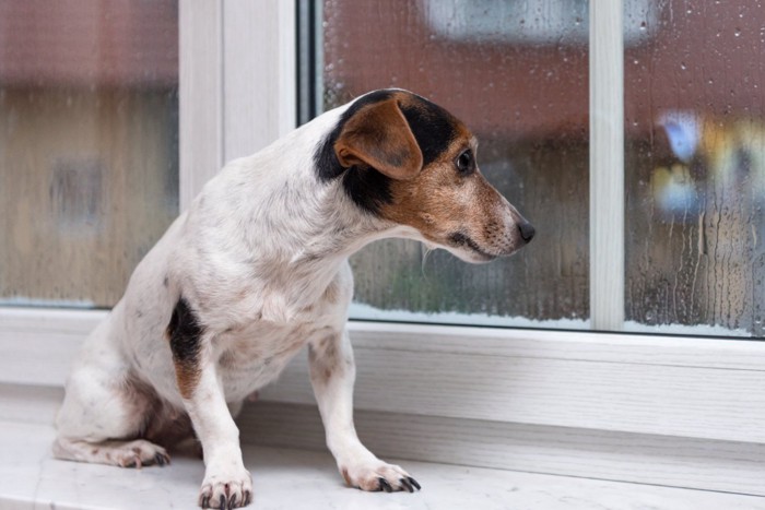 雨を見て不安そうにする犬