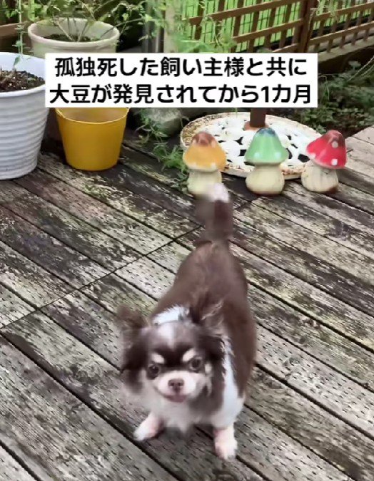 投稿主さんの家族になった