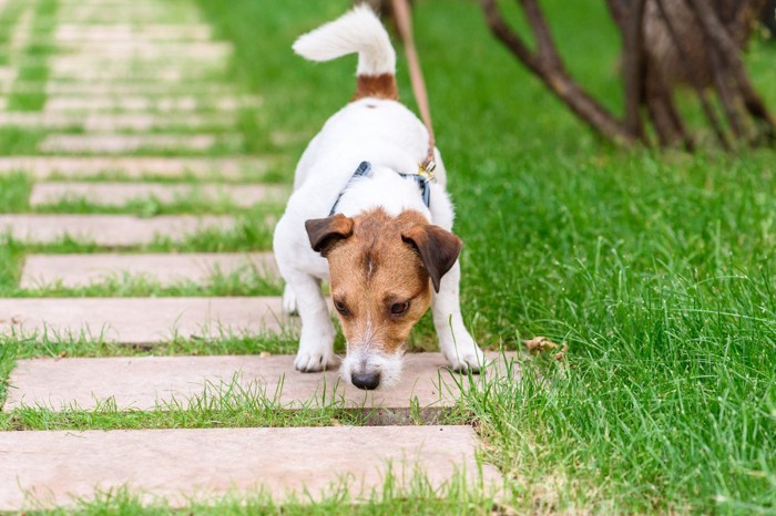 地面のにおいを嗅ぐ犬