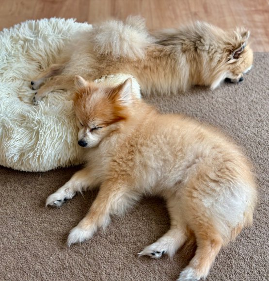 同じクッションで眠る小型犬達