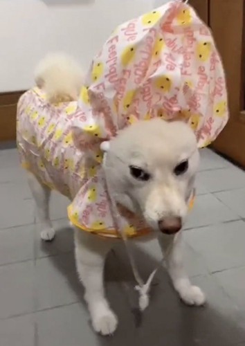 レインコート姿で立ち尽くす犬