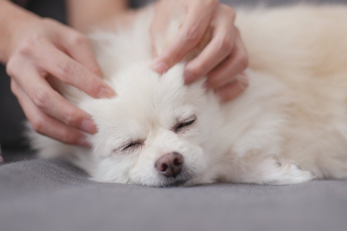 マッサージしてもらう犬