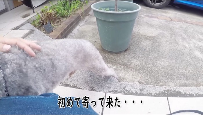 飼い主に撫でられるトイプードル