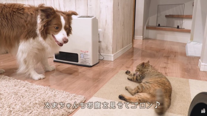 優しく見守るリーリエちゃん