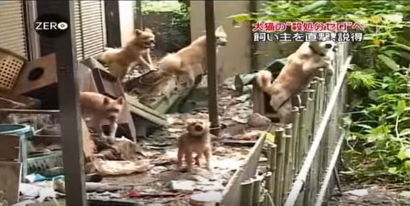 庭の犬