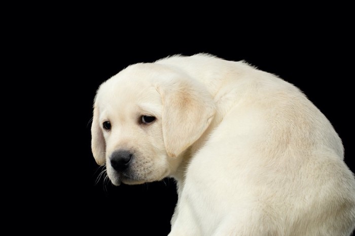 しょんぼりした表情で振り向く犬