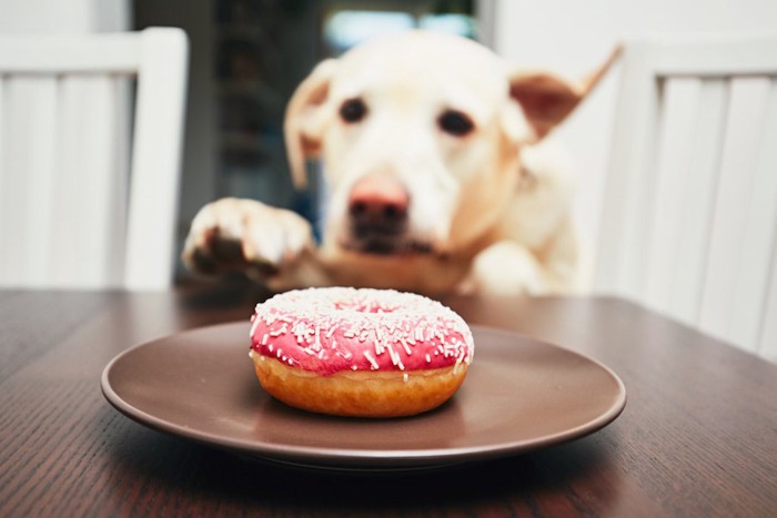 テーブルの上のドーナツを食べたそうな犬