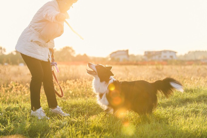 94881671 草むらで遊ぶ犬と人