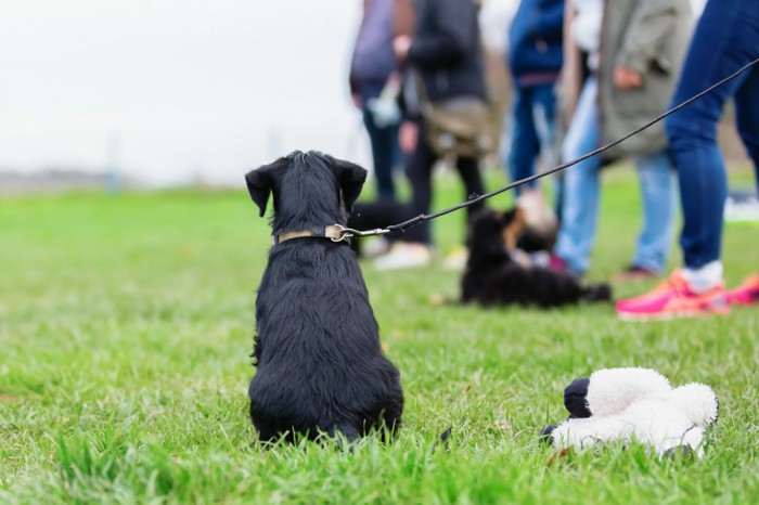 スクールに出席中の子犬の後ろ姿