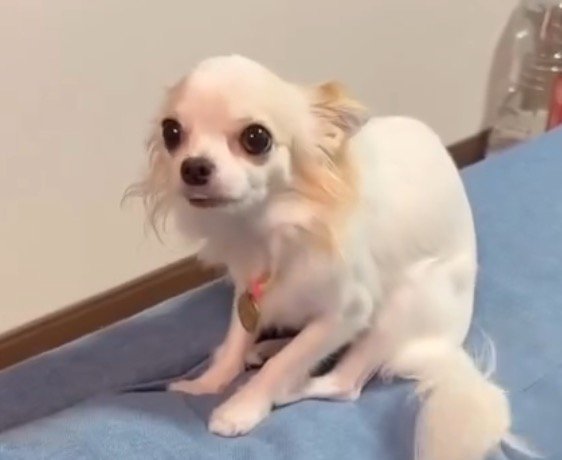 ソファから顔を上げる白い犬